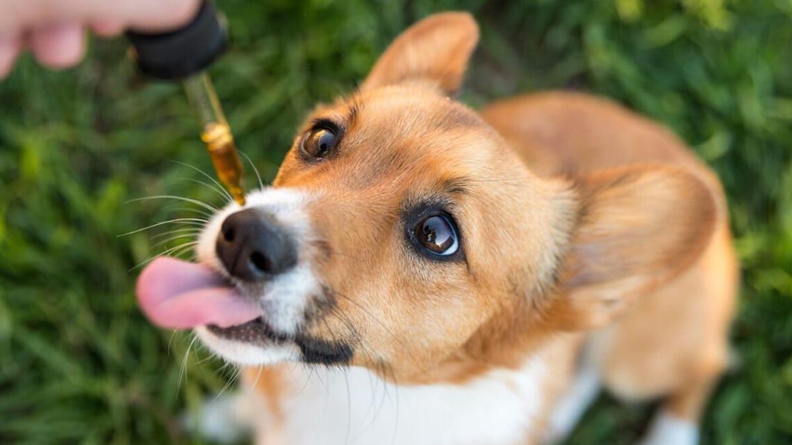 CBD oil helps in relieving pain in dogs