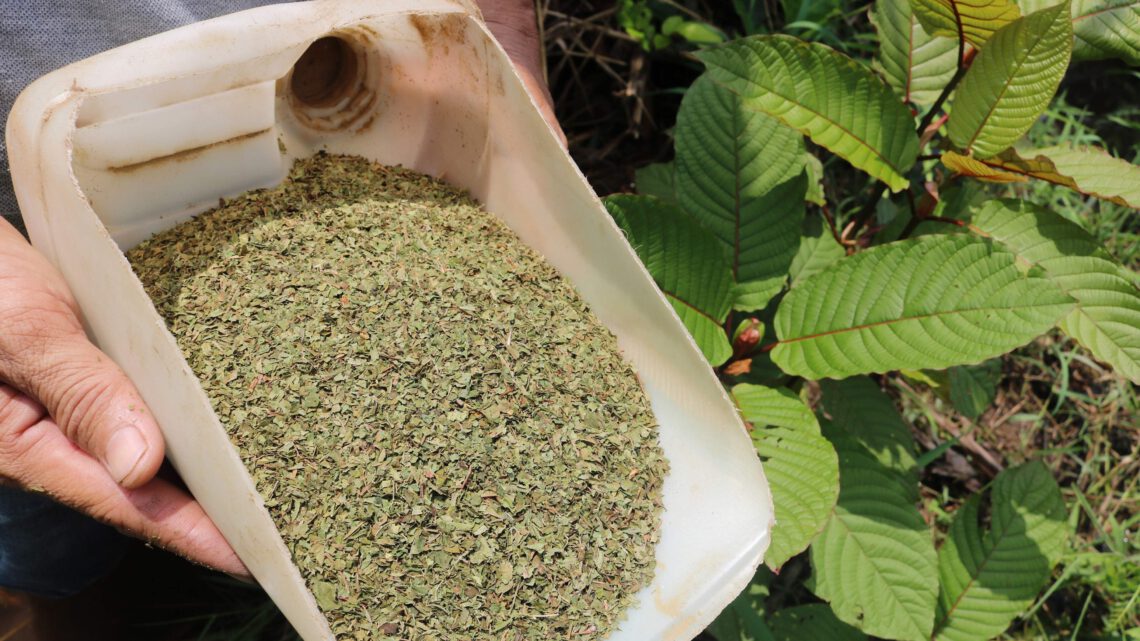 Have a Basic introduction to Maeng da Kratom